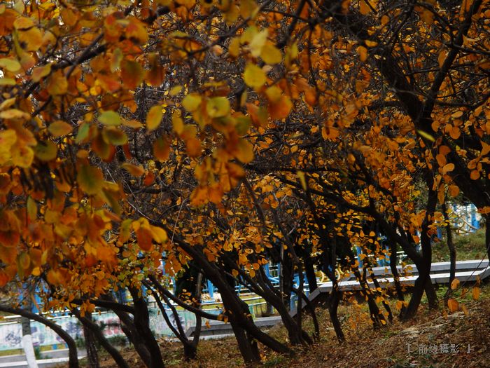 DSC08249-1.jpg