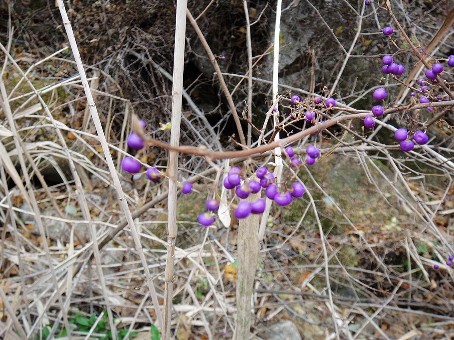 DSC07360.jpg