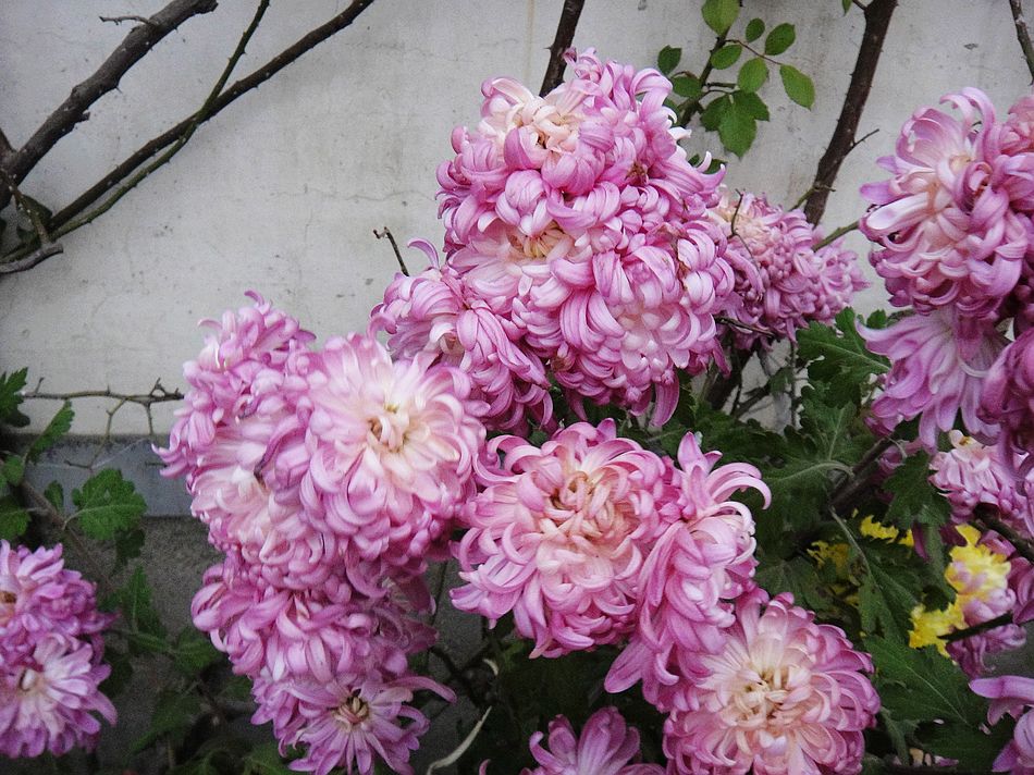 DSC07914.jpg