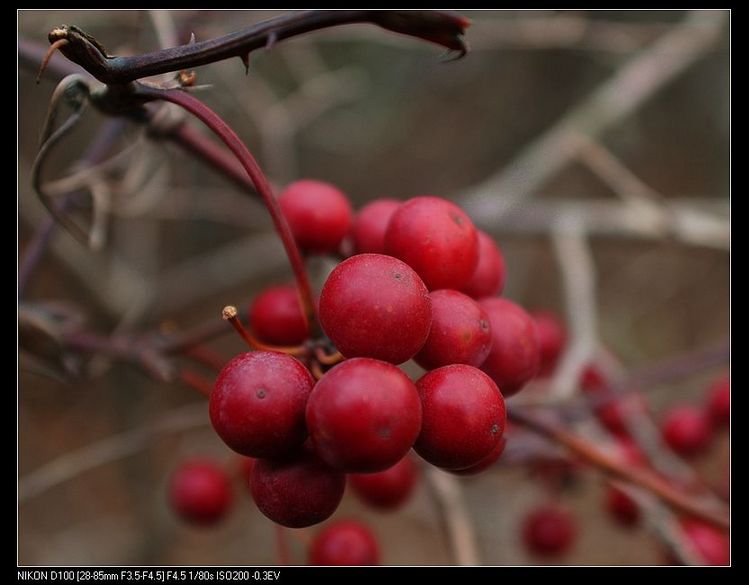 DSC_0115.JPG