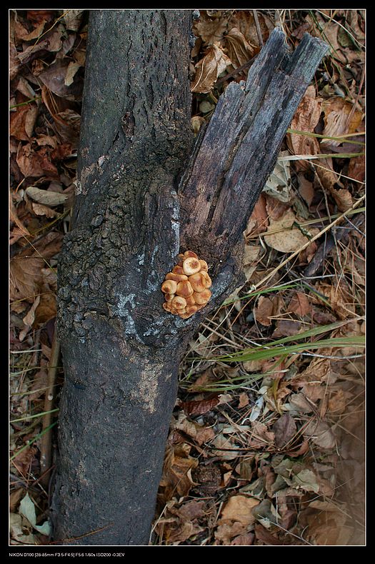 DSC_0076.JPG