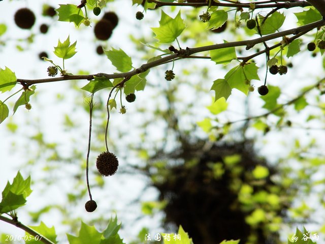5月