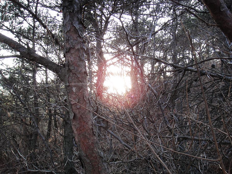 DSC08205.jpg
