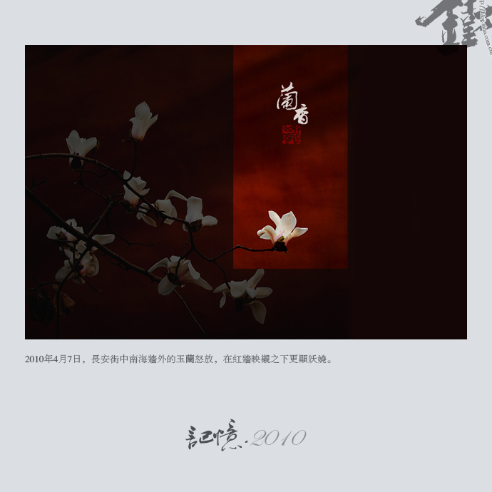 玉兰.jpg