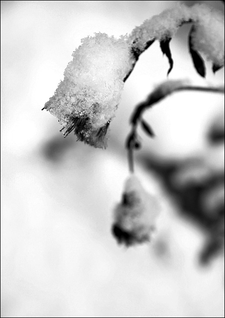 雪落的声音.jpg