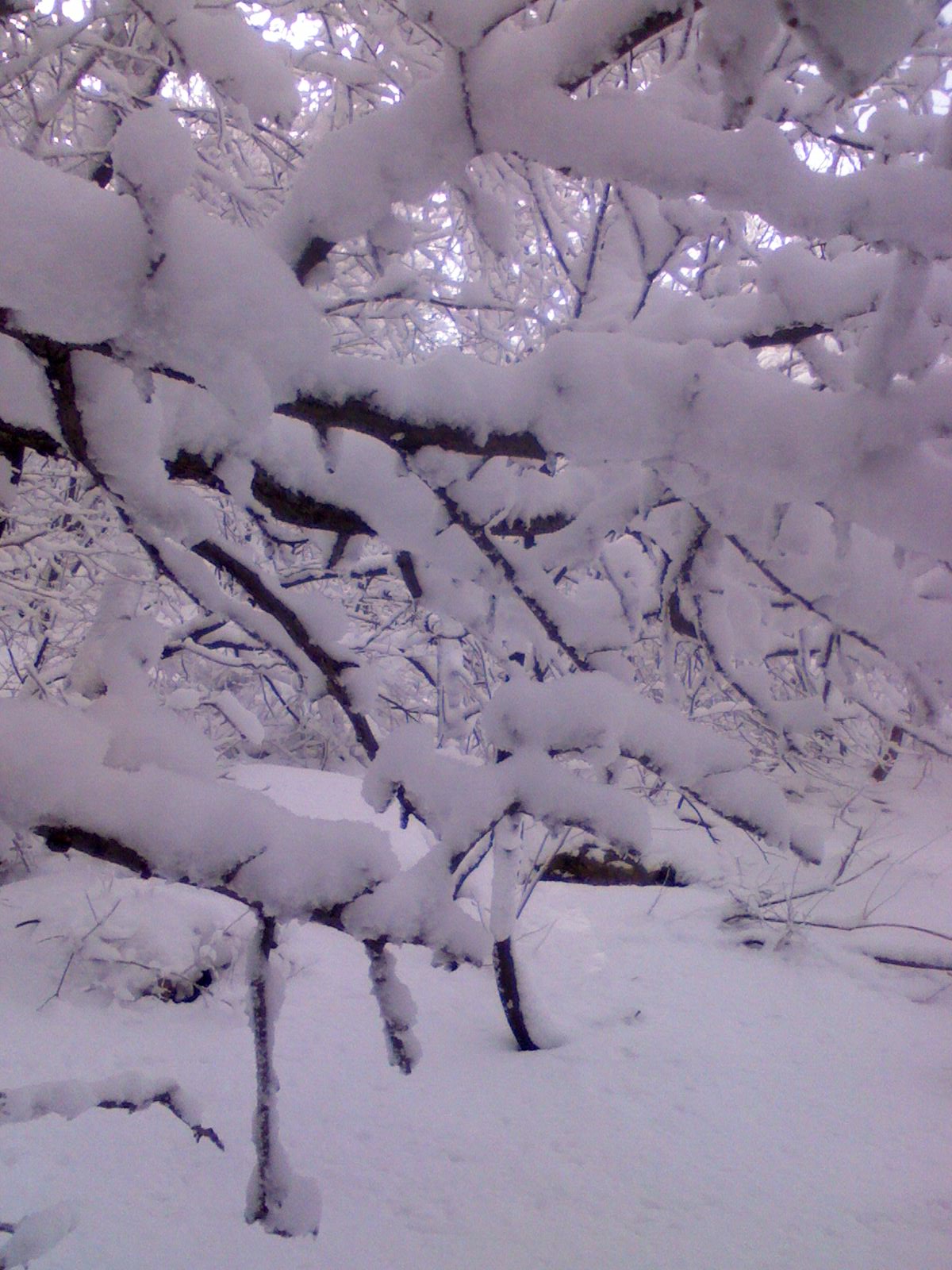 IMG0082A.jpg