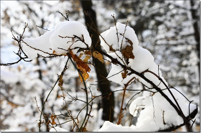 雪后昆嵛山 131.jpg