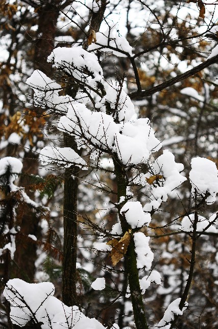 雪后昆嵛山 162.jpg