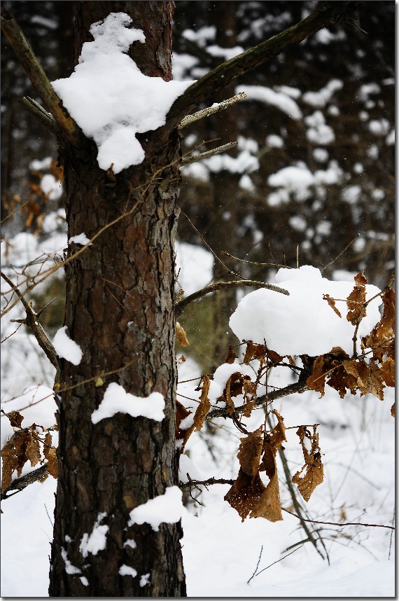 雪后昆嵛山 179.jpg
