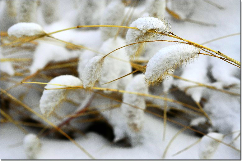 雪后昆嵛山 315.jpg