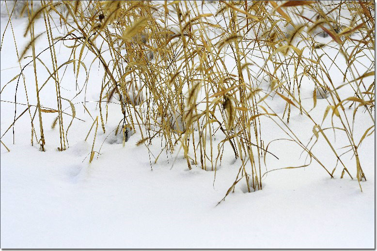 雪后昆嵛山 329.jpg