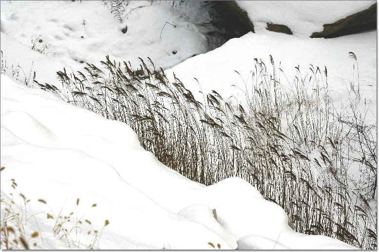 雪后昆嵛山 334.jpg