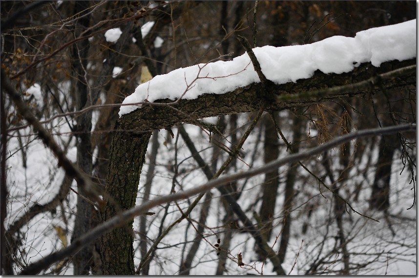 雪后昆嵛山 193.jpg