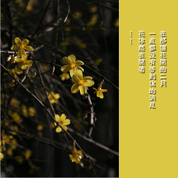 花开的二月1.jpg