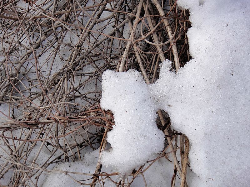 正在消融的冰雪