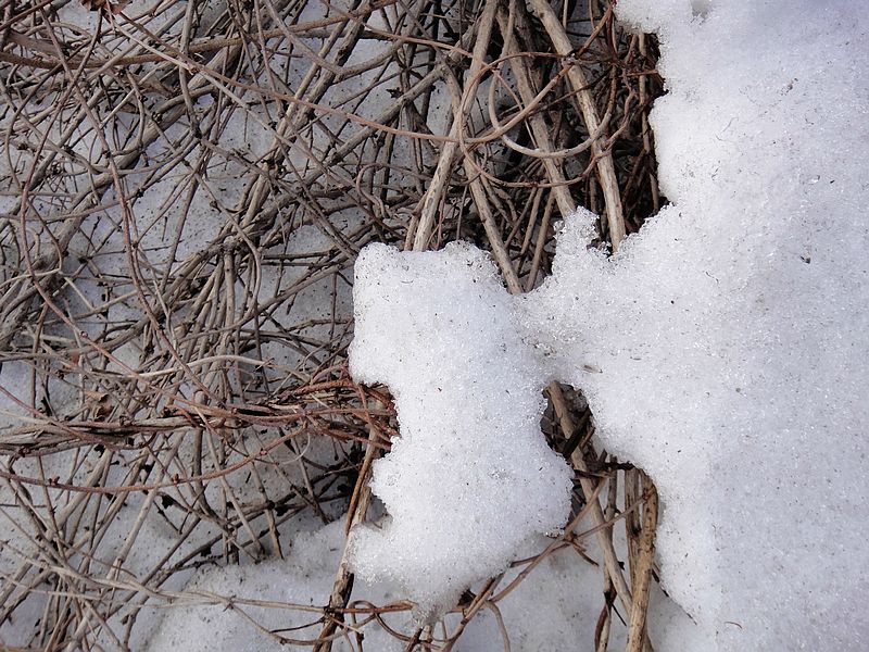 正在消融的冰雪