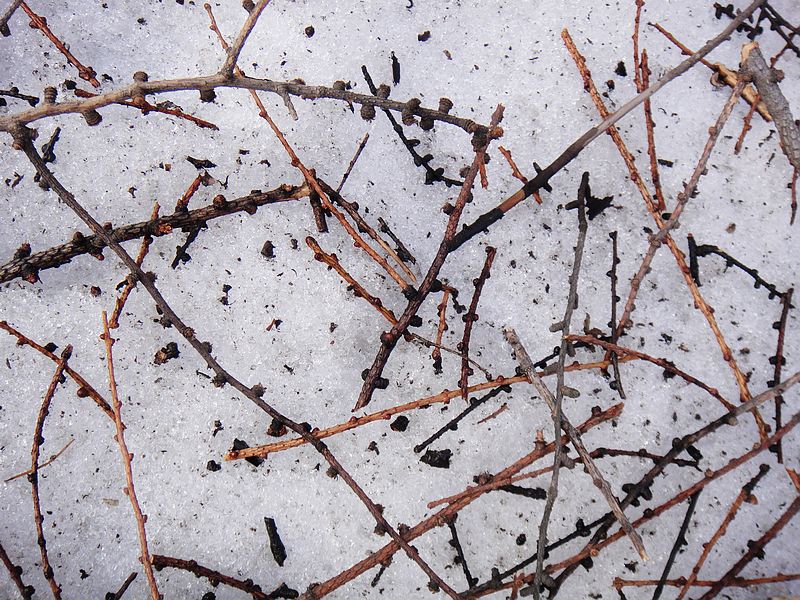 雪上作画