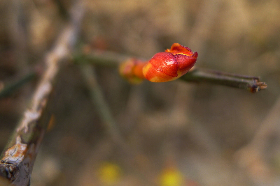 P1000931.jpg