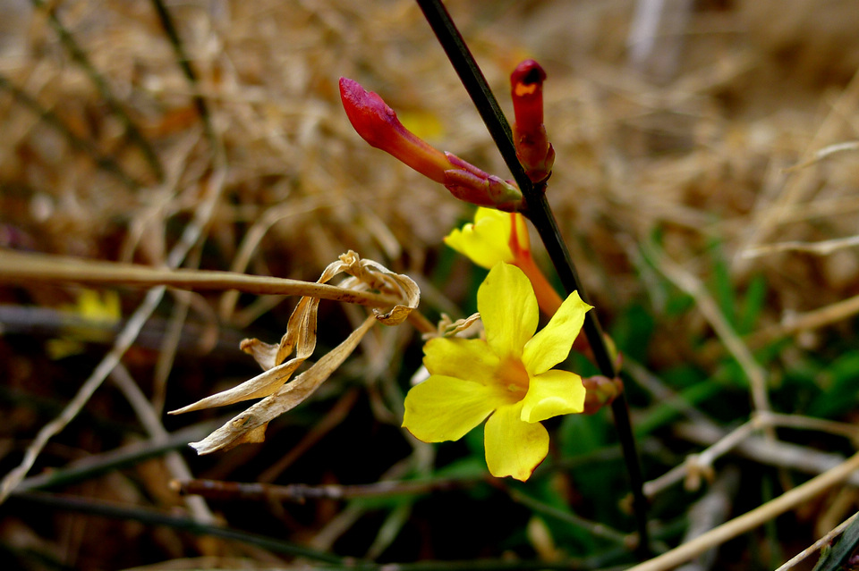 P1000920.jpg