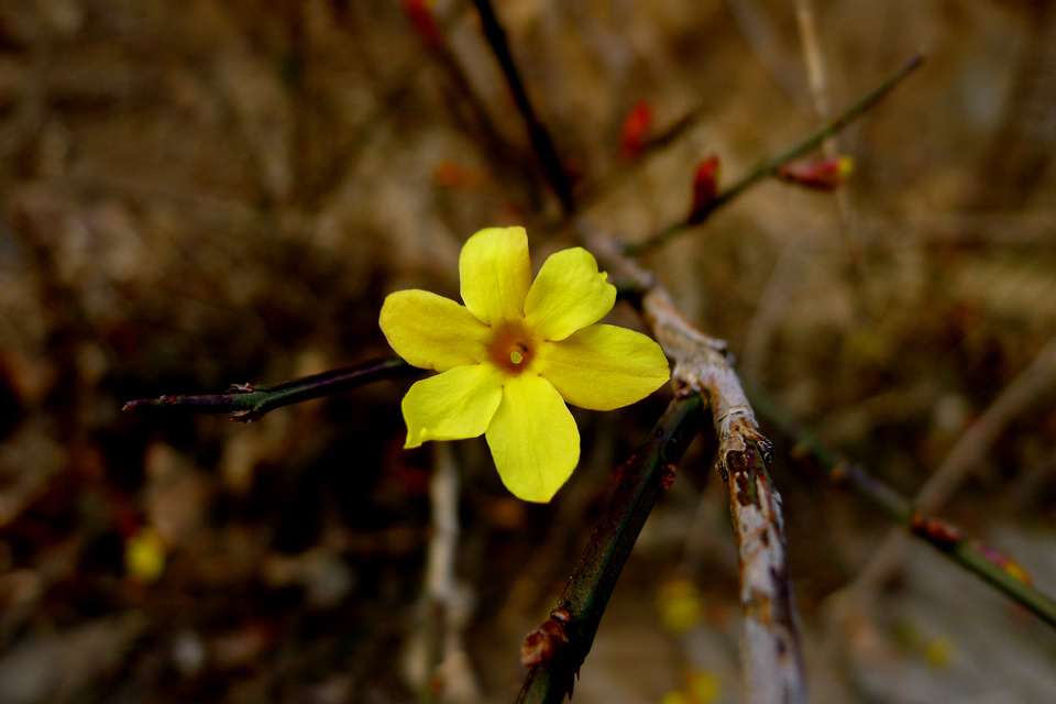 P1000925.jpg