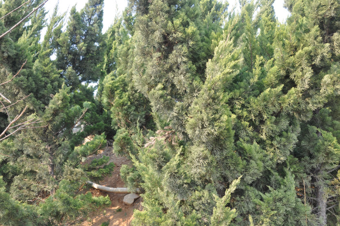 DSC_5822.JPG