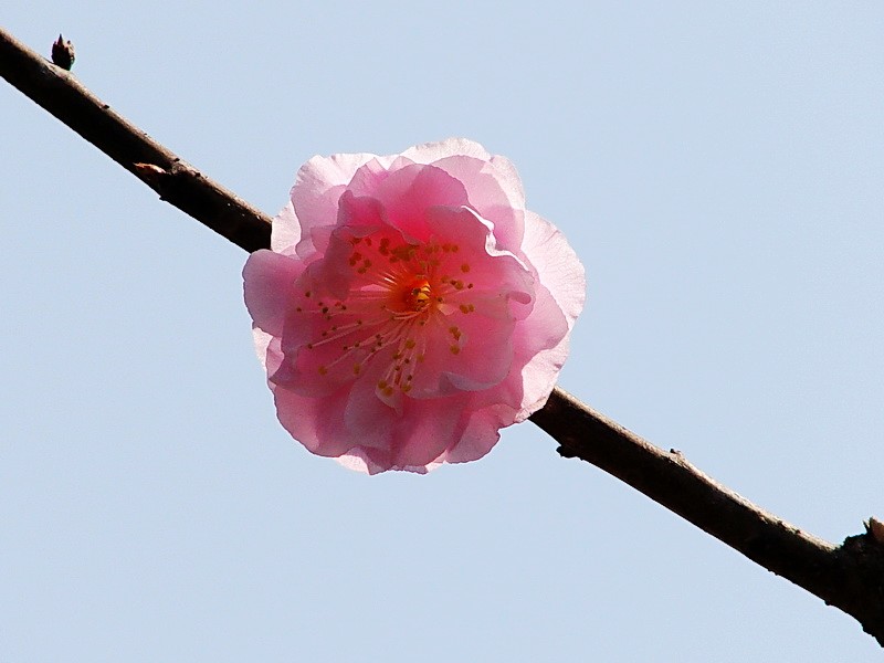 梅花