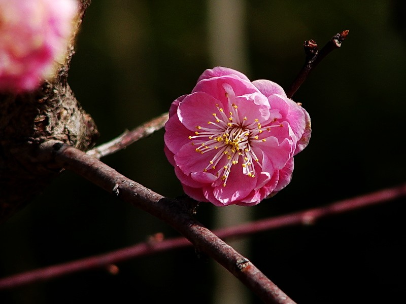 梅花