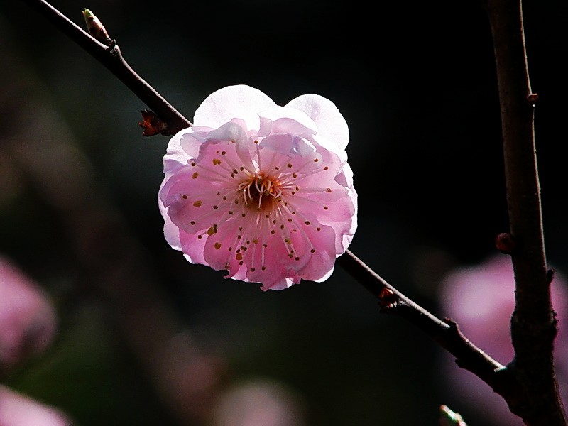 梅花