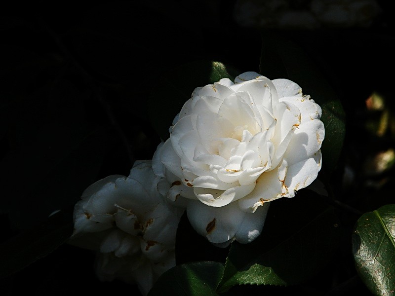 茶花