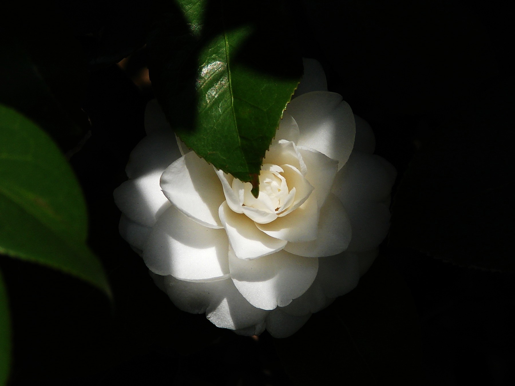 茶花