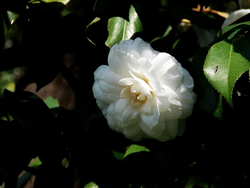 茶花
