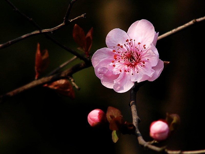 梅花