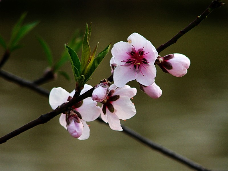 桃花