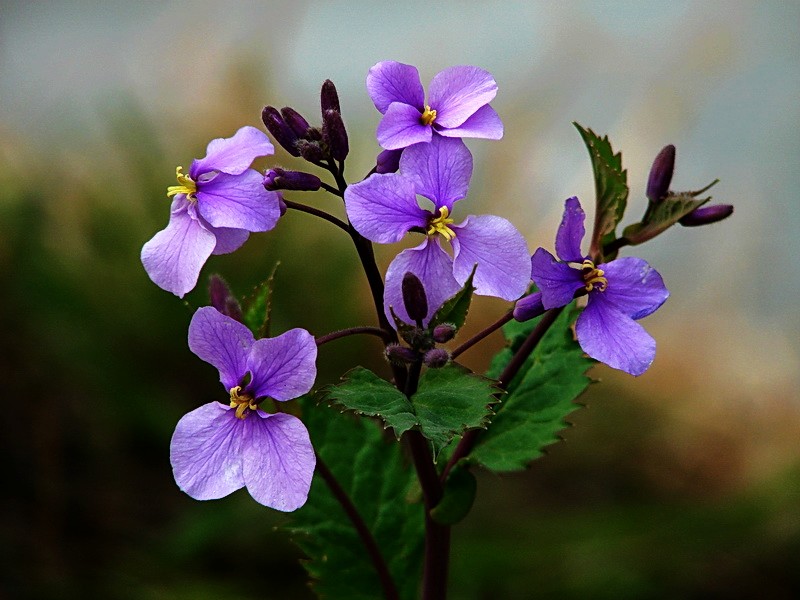 诸葛菜（二月兰）