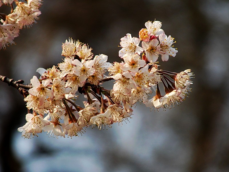 樱花