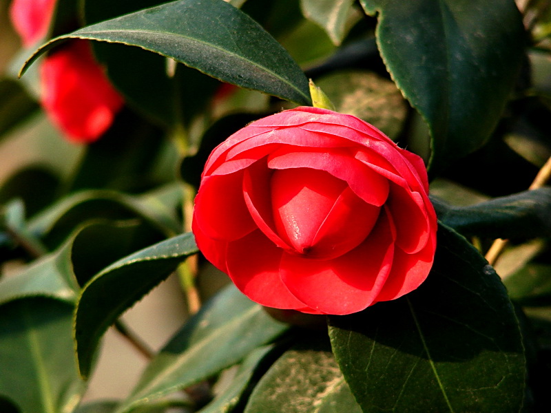茶花