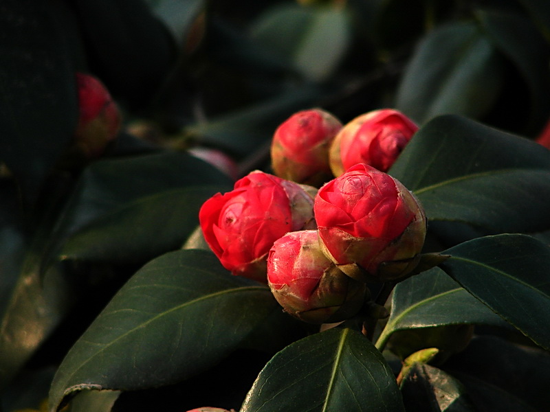 茶花
