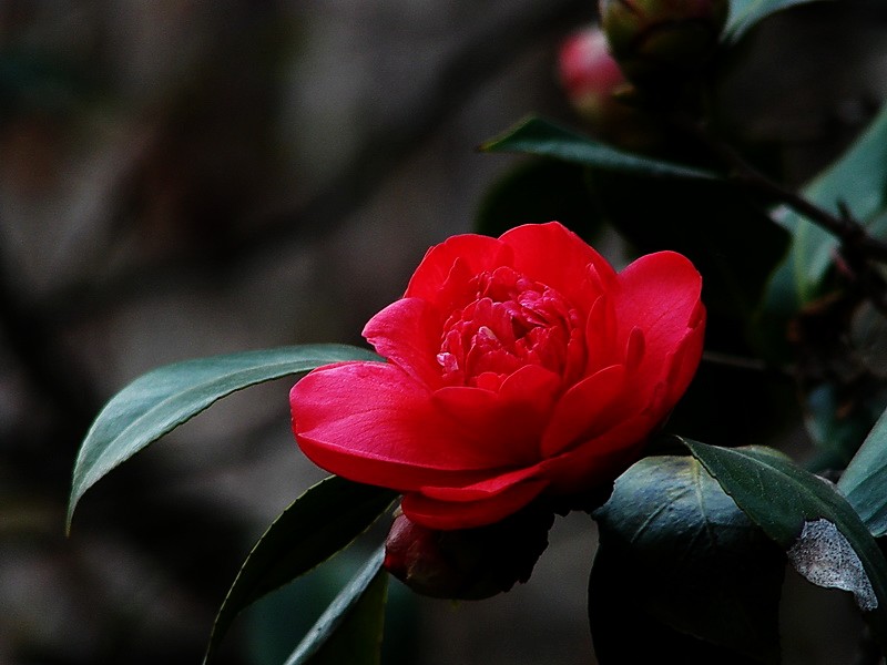 茶花
