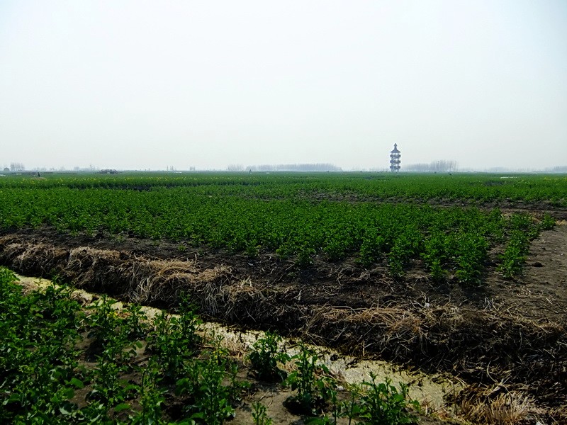 绿油油的油菜