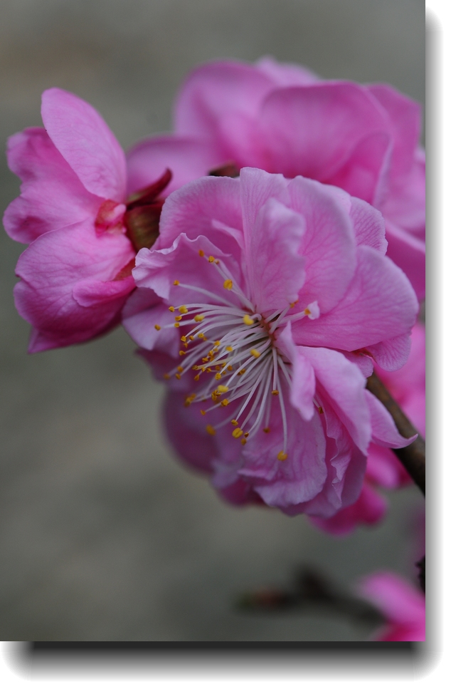 DSC_0700.jpg