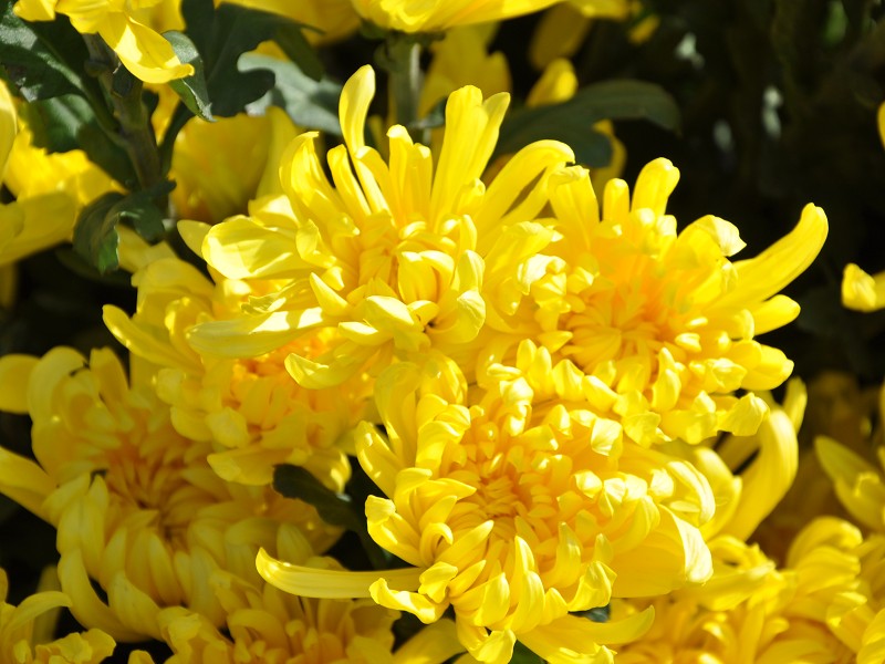 PhotoCap_094.jpg