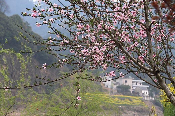 春花.jpg
