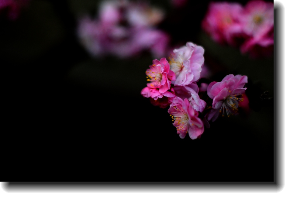 DSC_0811.jpg