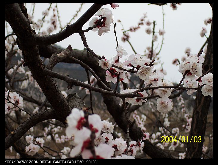 nEO_IMG_抓鸡山 064.jpg