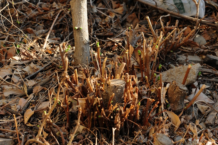 DSC_0854.jpg