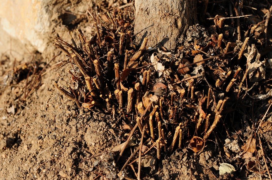 DSC_0856.jpg