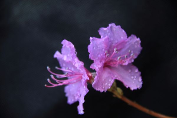 DPP_2111120039.jpg