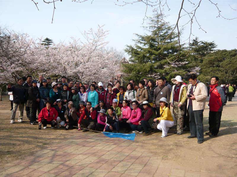 四月青岛樱花之旅 088.jpg