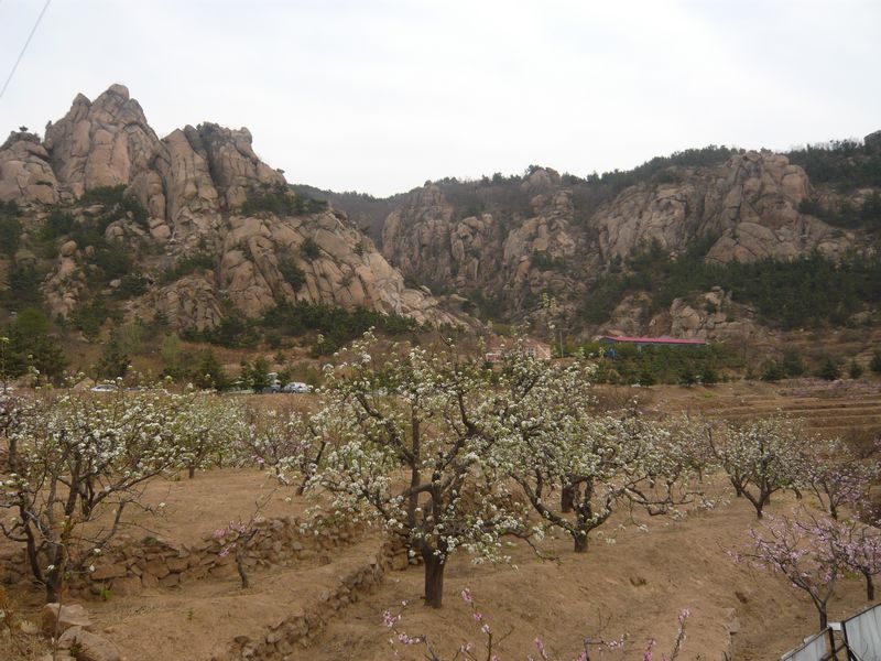 四月青岛樱花之旅 091.jpg
