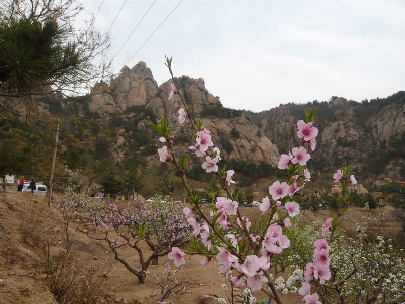 四月青岛樱花之旅 093.jpg